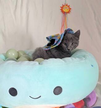 Lyra -  Domestic Short Hair Cat for Adoption in Seven Valleys, Pennsylvania - Lyra | PetCurious