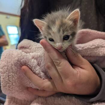 Logan -  Domestic Short Hair Cat for Adoption in Lynchburg, Virginia - Logan | PetCurious