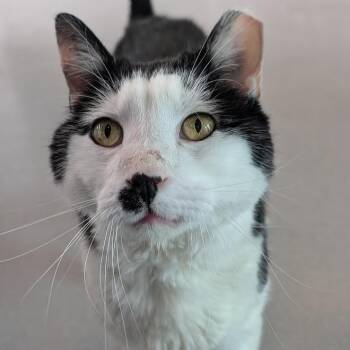 Rescue Domestic Short Hair Cats for Adoption in Lakewood, Colorado - Pur | PetCurious