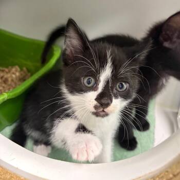 Domestic Short Hair Cats Available for Adoption in Clavet, Saskatchewan - Katze | PetCurious