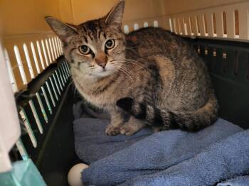 Domestic Medium Hair Cats Available for Adoption in Broomfield, Colorado - ANGEL | PetCurious