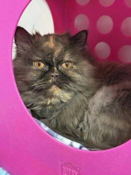 Gertrude -  Persian and Domestic Short Hair Cat for Adoption in Gwinn, Michigan - Gertrude | PetCurious