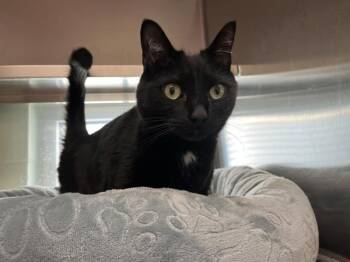 Peeta -  Domestic Short Hair Cat for Adoption in Stratham, New Hampshire - Peeta | PetCurious