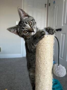 Daisy -  Domestic Short Hair Cat for Adoption in Lancaster, Pennsylvania - Daisy | PetCurious