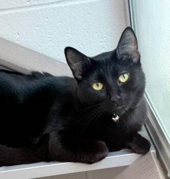 Freya -  Domestic Short Hair Cat for Adoption in Sacramento, California - Freya | PetCurious