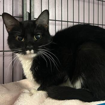 Domestic Short Hair Cats Available for Adoption in Davenport, Iowa - Bee Have | PetCurious