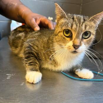 TUSC-Stray-85827 -  Domestic Short Hair Cat for Adoption in Tuscaloosa, Alabama - TUSC-Stray-85827 | PetCurious