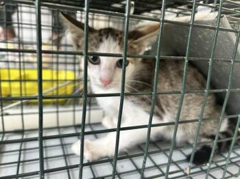 A383748 -  Domestic Short Hair Cat for Adoption in Ocala, Florida - A383748 | PetCurious