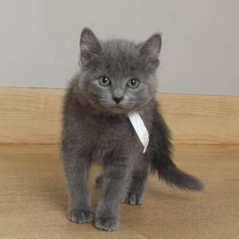 Domestic Short Hair Cats Available for Adoption in Minnetonka, Minnesota - Frankie C69114 | PetCurious