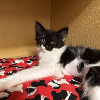 Timpani -  Domestic Medium Hair Cat for Adoption in Spokane, Washington - Timpani | PetCurious