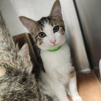 Tahoe -  Domestic Short Hair Cat for Adoption in Fort Wayne, Indiana - Tahoe | PetCurious