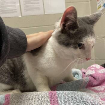 Acorn: Visit me at Elkhart PetSmart -  Domestic Short Hair Cat for Adoption in Bristol, Indiana - Acorn: Visit Me At Elkhart PetSmart | PetCurious