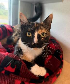 Domestic Short Hair Cats Available for Adoption in Leesburg, Virginia - MISS PARMESAN 2007 | PetCurious