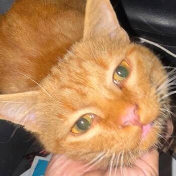 Rescue Domestic Long Hair Cats for Adoption in West Plains, Missouri - OZAR-Stray-12576 | PetCurious