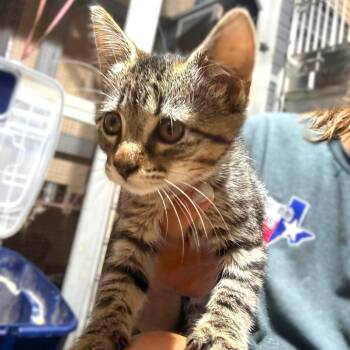 Stefani -  Domestic Short Hair Cat for Adoption in Caldwell, Texas - Stefani | PetCurious