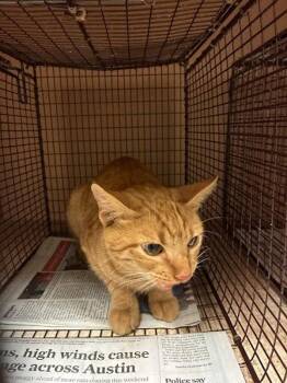 Cardimom -  Domestic Short Hair Cat for Adoption in Austin, Texas - Cardimom | PetCurious