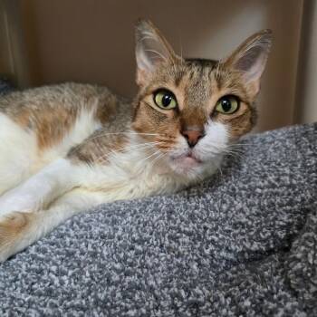 Baby -  Domestic Short Hair Cat for Adoption - Baby | PetCurious