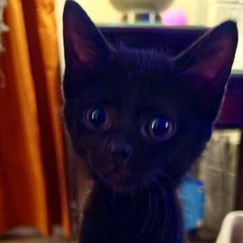 Wednesday -  Domestic Short Hair Cat for Adoption in Newcastle, Oklahoma - Wednesday | PetCurious