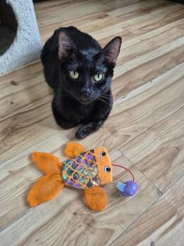 Noir -  Domestic Short Hair Cat Available for Adoption in Winnipeg, Manitoba - Noir | PetCurious