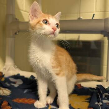 Mikey -  Domestic Short Hair Cat for Adoption - Mikey | PetCurious