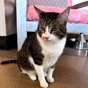 Sebastian -  Domestic Short Hair Cat for Adoption in Salt Lake City, Utah - Sebastian | PetCurious