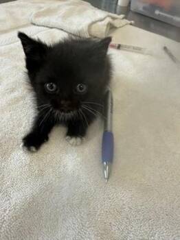 Bulbasaur -  Domestic Short Hair Cat for Adoption in Lafayette, Indiana - Bulbasaur | PetCurious