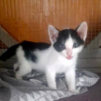 Corkscrew -  Domestic Short Hair Cat for Adoption in Long Beach, California - Corkscrew | PetCurious