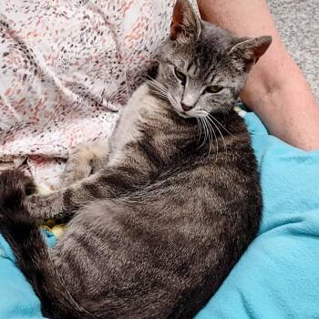 Domestic Short Hair Cats Available for Adoption in Falls Church, Virginia - Amber | PetCurious