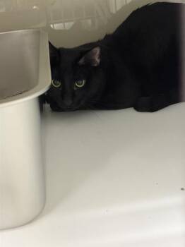 Gumball -  Domestic Short Hair Cat for Adoption in Saint Paul, Minnesota - Gumball | PetCurious