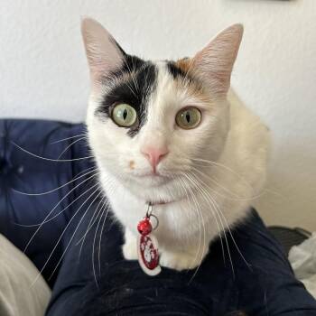 Domestic Short Hair Cats Available for Adoption in Tempe, Arizona - Holly | PetCurious