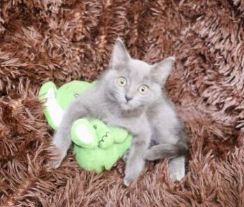 Bentley -  Russian Blue Cat for Adoption in St. Augustine, Florida - Bentley | PetCurious