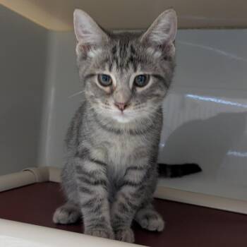 Ice Cream Sandwich -  Domestic Short Hair Cat for Adoption in Chicago, Illinois - Ice Cream Sandwich | PetCurious