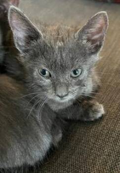 BABY -  Domestic Short Hair Cat for Adoption in Camarillo, California - BABY | PetCurious