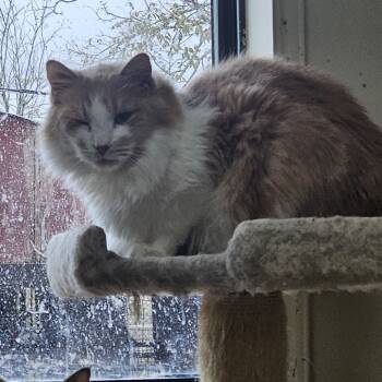 Rescue Domestic Long Hair Cats for Adoption in Midland, Texas - Fivel | PetCurious