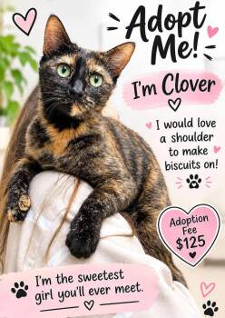 Clover -  Tortoiseshell and Domestic Short Hair Cat for Adoption in Fort Myers, Florida - Clover | PetCurious