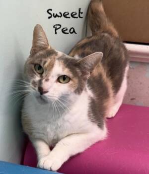 Domestic Short Hair Cats Available for Adoption in Pawleys Island, South Carolina - Sweet Pea | PetCurious