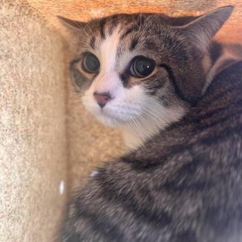 Domestic Short Hair Cats Available for Adoption - Gumbo | PetCurious