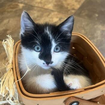 Ronnie Ehlers -  Domestic Short Hair Cat for Adoption in Morrison, Colorado - Ronnie Ehlers | PetCurious