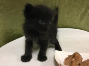SPOOKY -  Domestic Short Hair Cat for Adoption in Riverside, California - SPOOKY | PetCurious