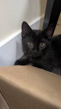 Hexie -  Domestic Short Hair Cat for Adoption in Logan, Utah - Hexie | PetCurious