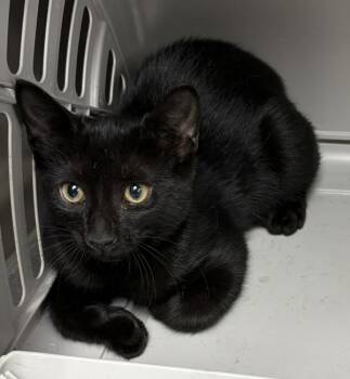 Nf24 Kylo -  Domestic Short Hair Cat for Adoption in Lawrenceville, Georgia - Nf24 Kylo | PetCurious