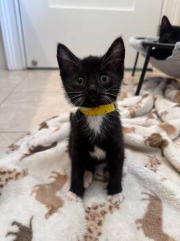 Tuxedo Cats Available for Adoption in Sunrise, Florida - Figaro | PetCurious