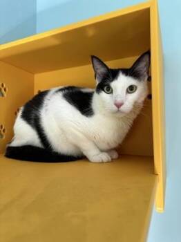 Chino -  Domestic Short Hair Cat for Adoption in Honolulu, Hawaii - Chino | PetCurious