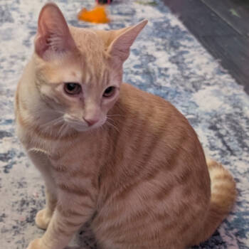 Rescue Domestic Short Hair Cats for Adoption in Las Vegas, Nevada - Titan | PetCurious