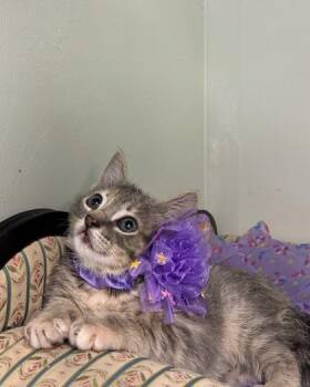 Domestic Short Hair Cats Available for Adoption in Picayune, Mississippi - Paisley | PetCurious