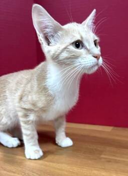 Tater Tot -  Domestic Short Hair Cat for Adoption in Hawk Point, Missouri - Tater Tot | PetCurious