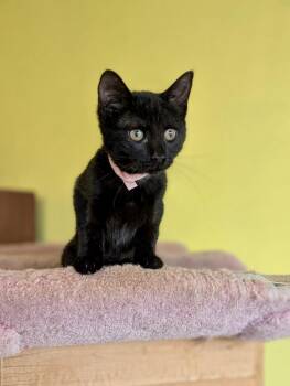 Domestic Short Hair Cats Available for Adoption - Charity | PetCurious