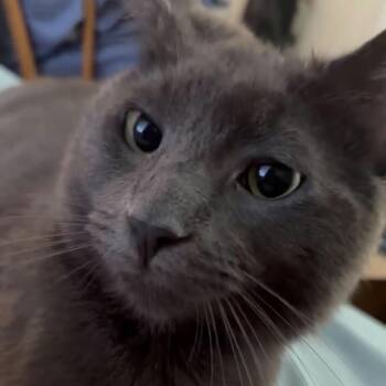 Chico -  Domestic Short Hair Cat for Adoption - Chico | PetCurious