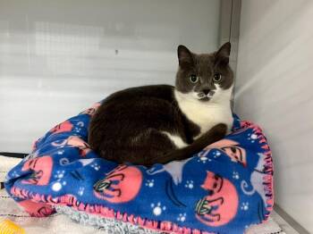 Domestic Short Hair Cats Available for Adoption in Raleigh, North Carolina - Snapple | PetCurious