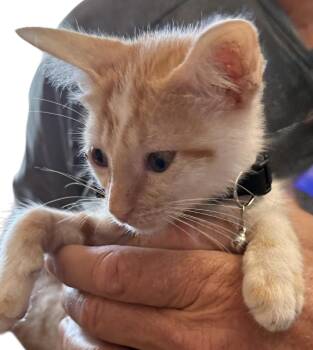 Rescue American Shorthair Cats for Adoption in Grove, Oklahoma - Fitty Junior | PetCurious